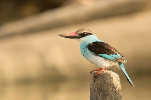 Blue-breasted Kingfisher (Halcyon malimbica), Gambia
