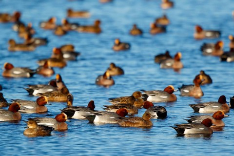 Eurasian Wigeon (Mareca penelope) group, Netherlands