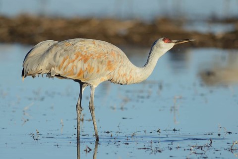 Sandhill Crane (Antigone canadensis), New Mexico, USA