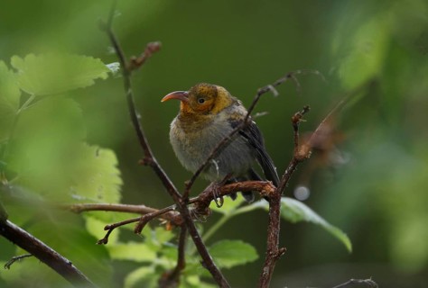 Iiwi, Vestiaria coccinea, Hawaiian Honeycreeper, fledgling