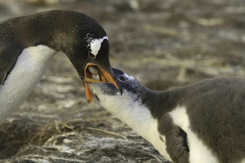 Gentoo Penguin (Pygoscelis papua), Falkland Islands