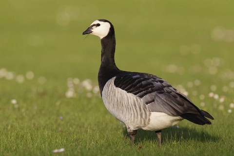 Barnacle Goose (Branta leucopsis), Bavaria, Germany