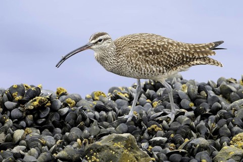 Whimbrel (Numenius phaeopus), California, USA
