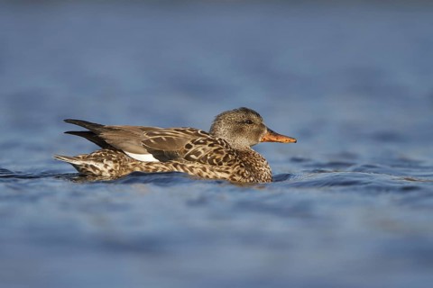 Gadwall (Mareca strepera), Utrecht, Netherlands
