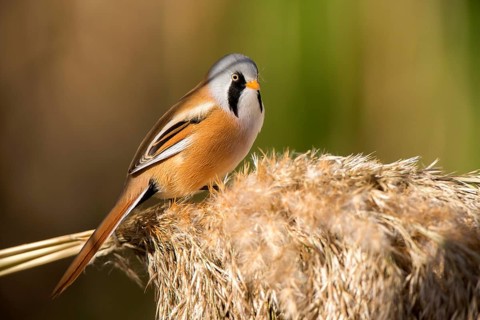 Bearded Reedling (Panurus biarmicus) male perched on reed, Castile-La Mancha, Spain