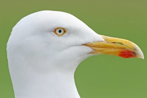 European Herring Gull (Larus argentatus), Wales, United Kingdom