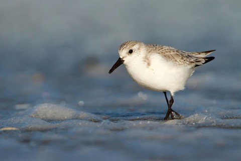 Drieteenstrandloper foerageren, Sanderling foraging