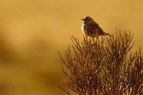 Bluethroat (Luscinia svecica cyanecula) male, Castile, Spain