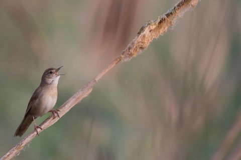 Savi's Warbler (Locustella luscinioides) singing, Mecklenburg-Western Pomerania, Germany
