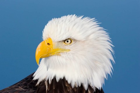 Bald Eagle Haliaeetus leucocephalus Homer, ALASKA, USA February Adult Accipitridae