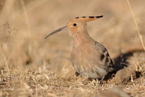 Eurasian Hoopoe (Upupa epops), Tibet, China