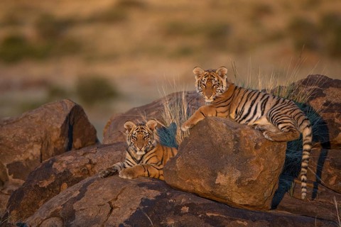 Bengal Tiger (Panthera tigris) two cubs in morning light on a rock, captive, Philippolis, South