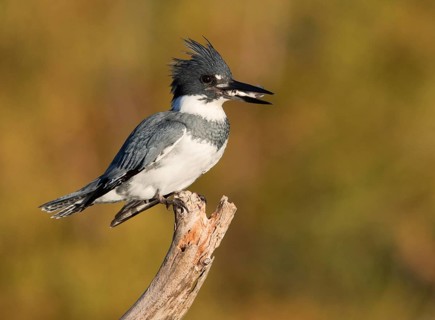 Belted Kingfisher (Megaceryle alcyon) male perched on a branch with fish prey in beak, Florida, USA