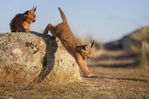 Caracal (Caracal caracal) two cubs leaping from rock, Castile-La Mancha, Spain