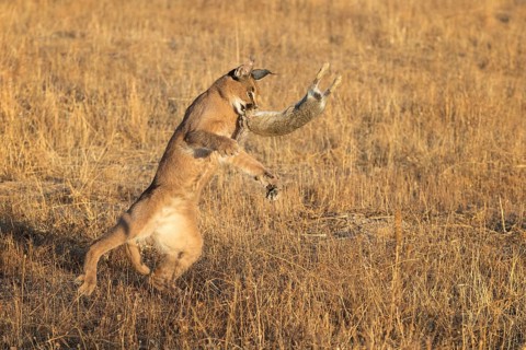 Caracal (Caracal caracal) adult hunting Iberian Hare (Lepus granatensis), Castile-La Mancha, Spain