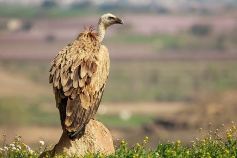 Griffon Vulture (Gyps fulvus), Spain