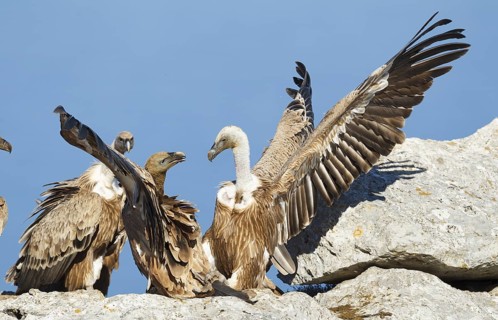 Griffon Vulture (Gyps fulvus), Mallorca, Spain