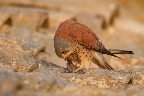 Lesser Kestrel (Falco naumanni), male eating a mouse on roof, Castile-La Mancha