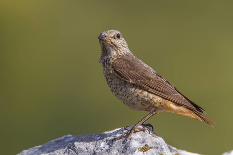 Common Rock Thrush (Monticola saxatilis) female perched on a rock, Primorje, Croatia