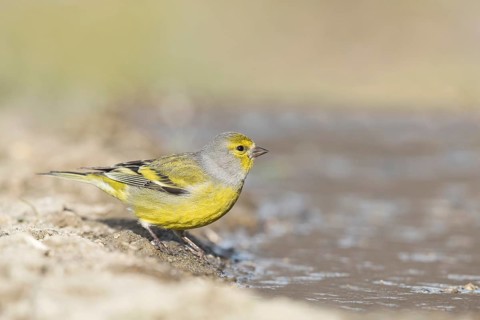 Citril Finch (Carduelis citrinella) female at waterhole, Aosta Valley, Italy