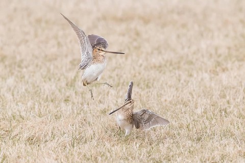 Common Snipe : Grimsey Island : Iceland