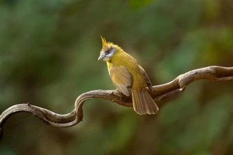 White-throated Bulbul (Alophoixus flaveolus), Yunnan, China