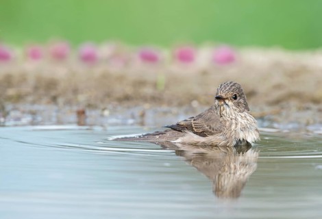 Spotted Flycatcher (Muscicapa striata) bathing, Aosta Valley, Italy