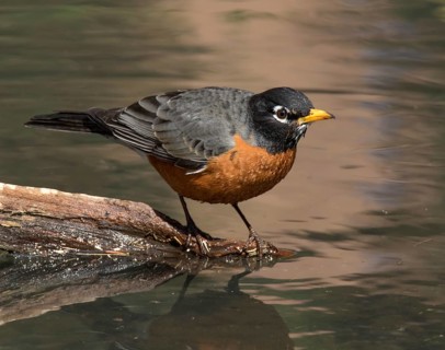 American Robin, Turdus migratorius, perched by a pond in Saskatoon, Saskatchewan, Canada