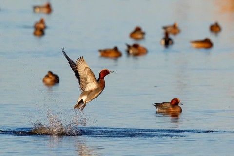 Eurasian Wigeon (Mareca penelope) taking flight, Netherlands