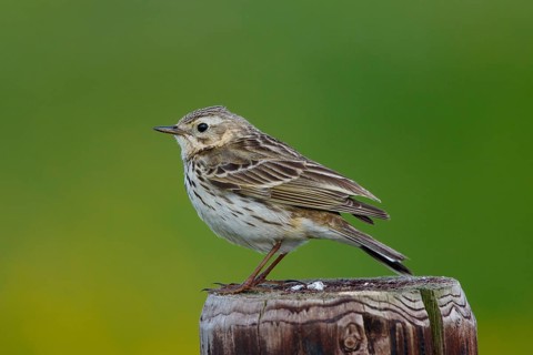 Meadow Pipit (Anthus pratensis) perched on a pale, Netherlands