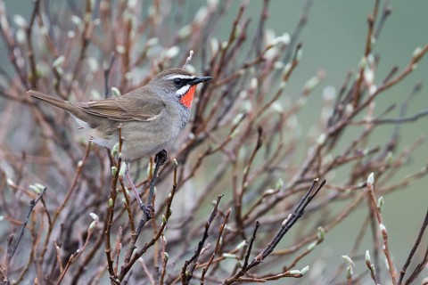 Siberian Rubythroat - Rubinkehlchen - Luscinia calliope, Russia (Ural), adult male