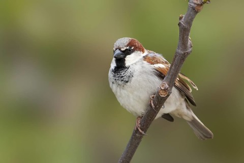 House Sparrow - Haussperling - Passer domesticus ssp. balearoibericus, adult male, Mallorca