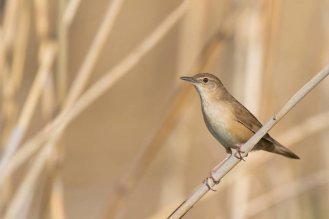 Savis Warbler - Rohrschwirl - Locustella luscinoides, Germany