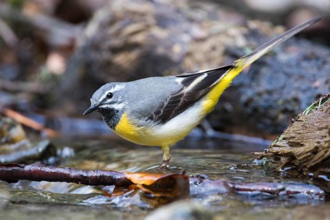 Grey Wagtail - Gebirgsstelze - Motacilla cinerea ssp. cinerea, Romania, adult male