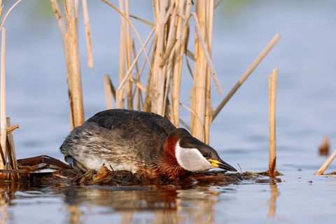 Red-necked Grebe (Podiceps grisegena) invitating to mating on nest, Mecklenburg-Western Pomerania,