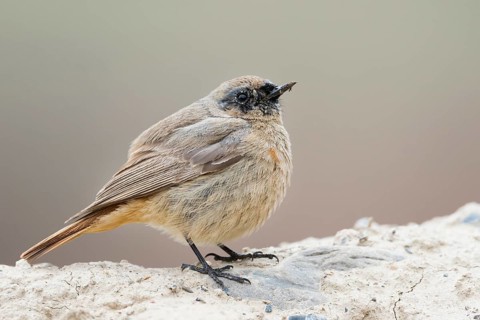 Black Redstart - Hausrotschwanz - Phoenicurus ochruros ssp. phoenicuroides, Kyrgyzstan, 2nd cy?,