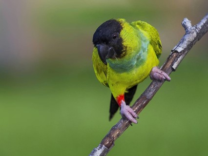 Nanday Parakeet (Aratinga nenday), Mato Grosso do Sul, Brazil