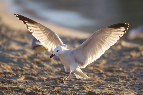 Audouin's Gull (Ichthyaetus audouinii) flying, Mallorca, Spain