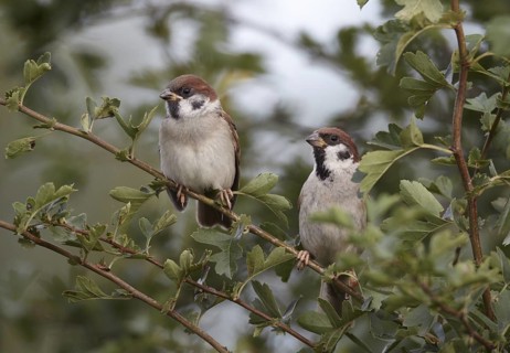 Eurasian Tree Sparrow (Passer montanus) juvenile, Mecklenburg-Western Pomerania, Germany