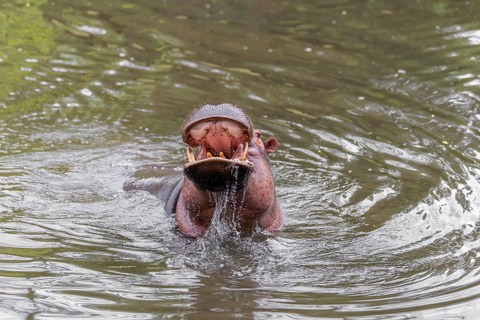 An adult male hippopotamus (Hippopotamus amphibius) shows aggression and defends its territory