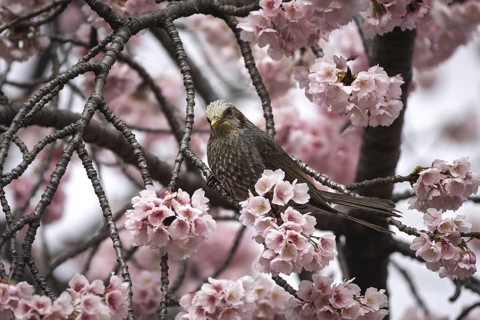 Orpheus bulbul (Hypsipetes amaurotis), in cherry tree, Chiyoda, Tokyo Prefecture, Tokyo, Japan