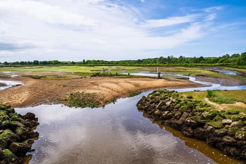 Marshes in La Teste-de-Buch, Arcachon, Gironde, France