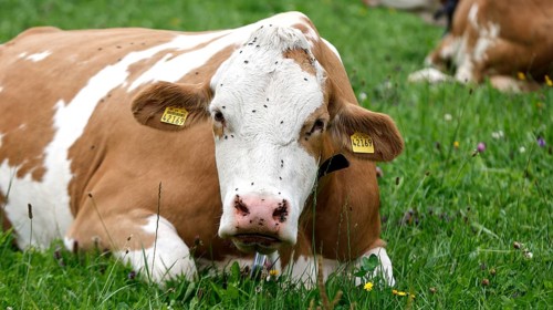 Cows lying in a meadow in the Allgäu, Pfronten, 30.07.2025