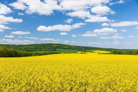 Rape field in bloom (Brassica napus), Rochlitzer Berg in the background, Rochlitz, Saxony, Germany