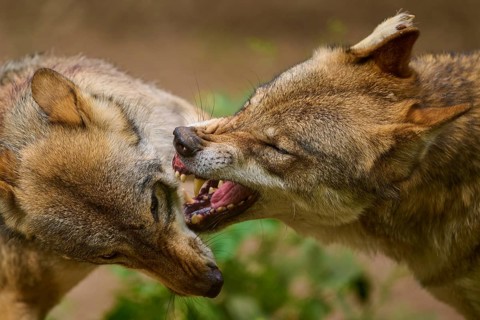 Wolf (Canis lupus), two wolves growling at each other and showing their teeth in a close-up,
