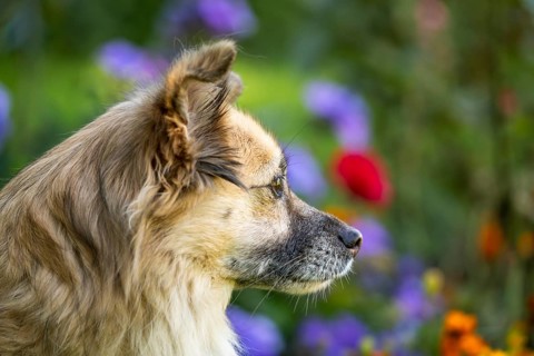 Light brown mixed-breed dog, medium-length coat, portrait, in the garden. Older dog, white muzzle.