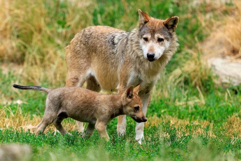 An adult wolf with a wolf pup in the grassland, Timberwolf, wolf, American wolf, (Canis lupus