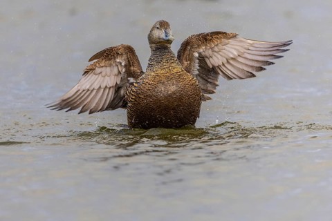 Eider duck (Somateria mollissima), hen grooming her feathers, duck birds (Anatidae), Aventdalen,