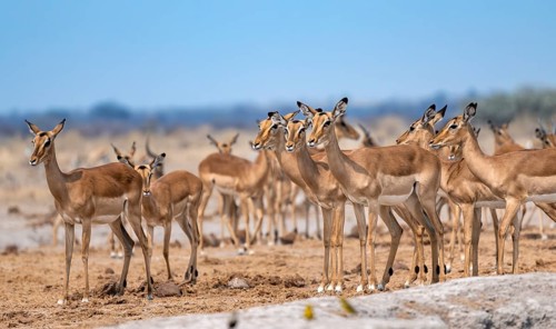 Herd of impala (Aepyceros melampus) at a waterhole, black heeler antelope, Nxai Pan National Park,