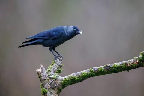 Jackdaw (Corvus monedula), Germany